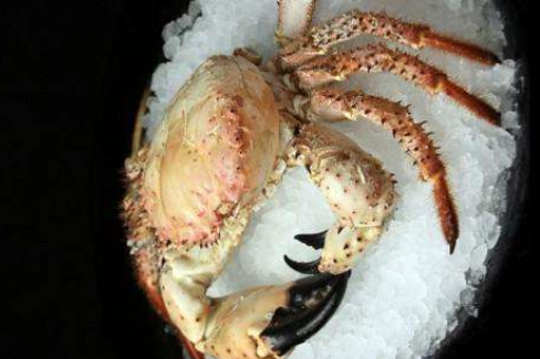 3,澳洲的香槟蟹:数量极为稀少的一种蟹,我们一般是很难看到的,目前