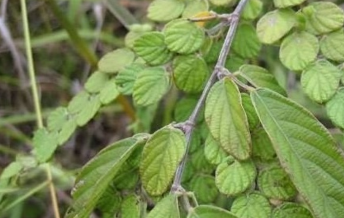 铜丝 草 - 2020年最新商品信息聚合专区 - 百度爱采购