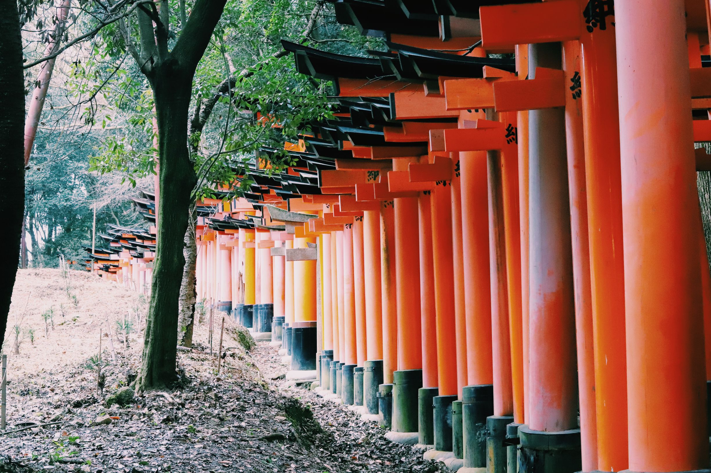 镜头看日本 京都伏见稻荷大社 橙红千本鸟居壮观神秘