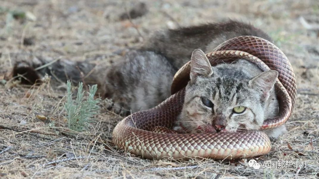 野猫战斗力爆棚管不住了!澳洲要修全世界最长的防猫"长城"