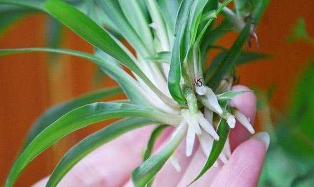 简单的吊兰扦插方法,这样剪几刀,一盆变多盆