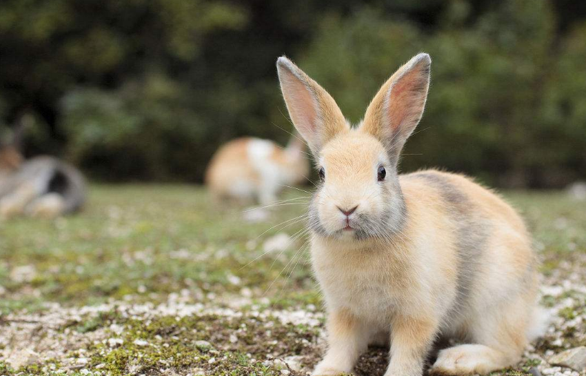 兔子在养不在治,为了避免宠物兔被"养死",请停止这些错误养法