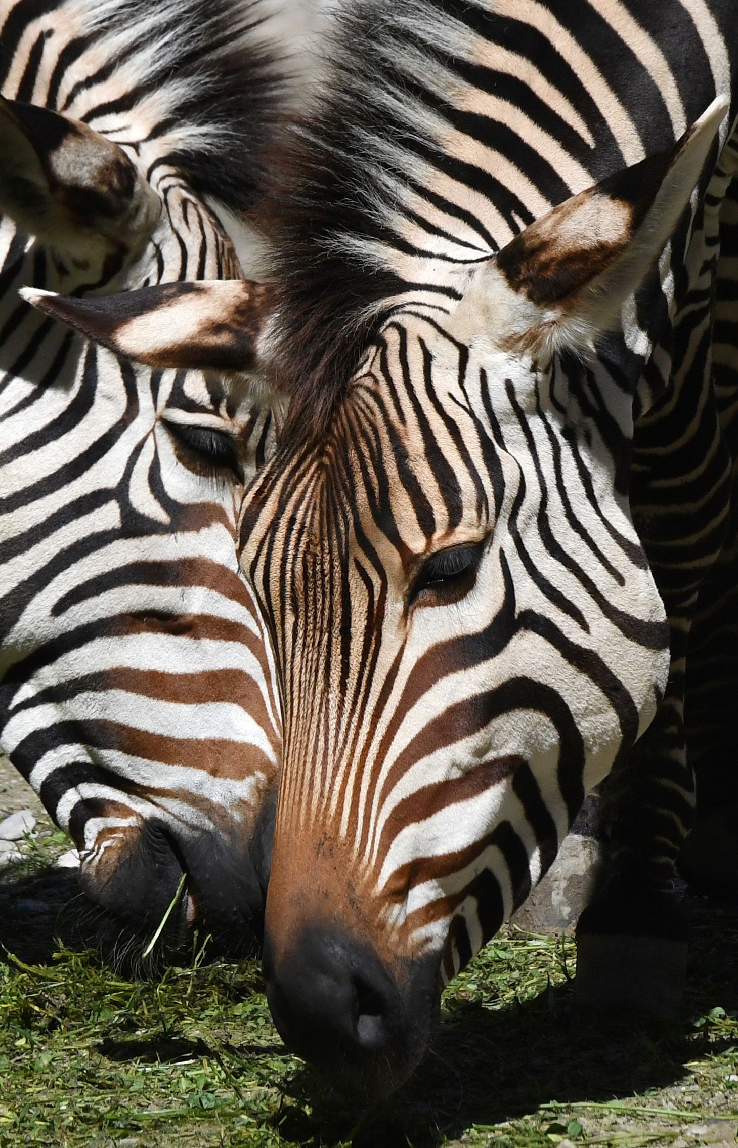 慕尼黑赫拉布鲁恩动物园里的动物们