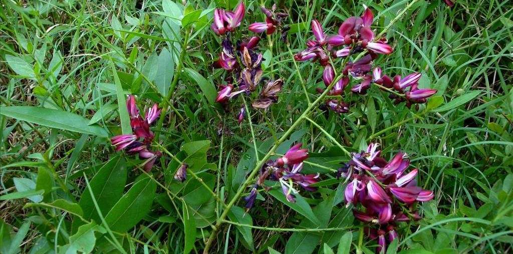 红藤- 优质问答专区