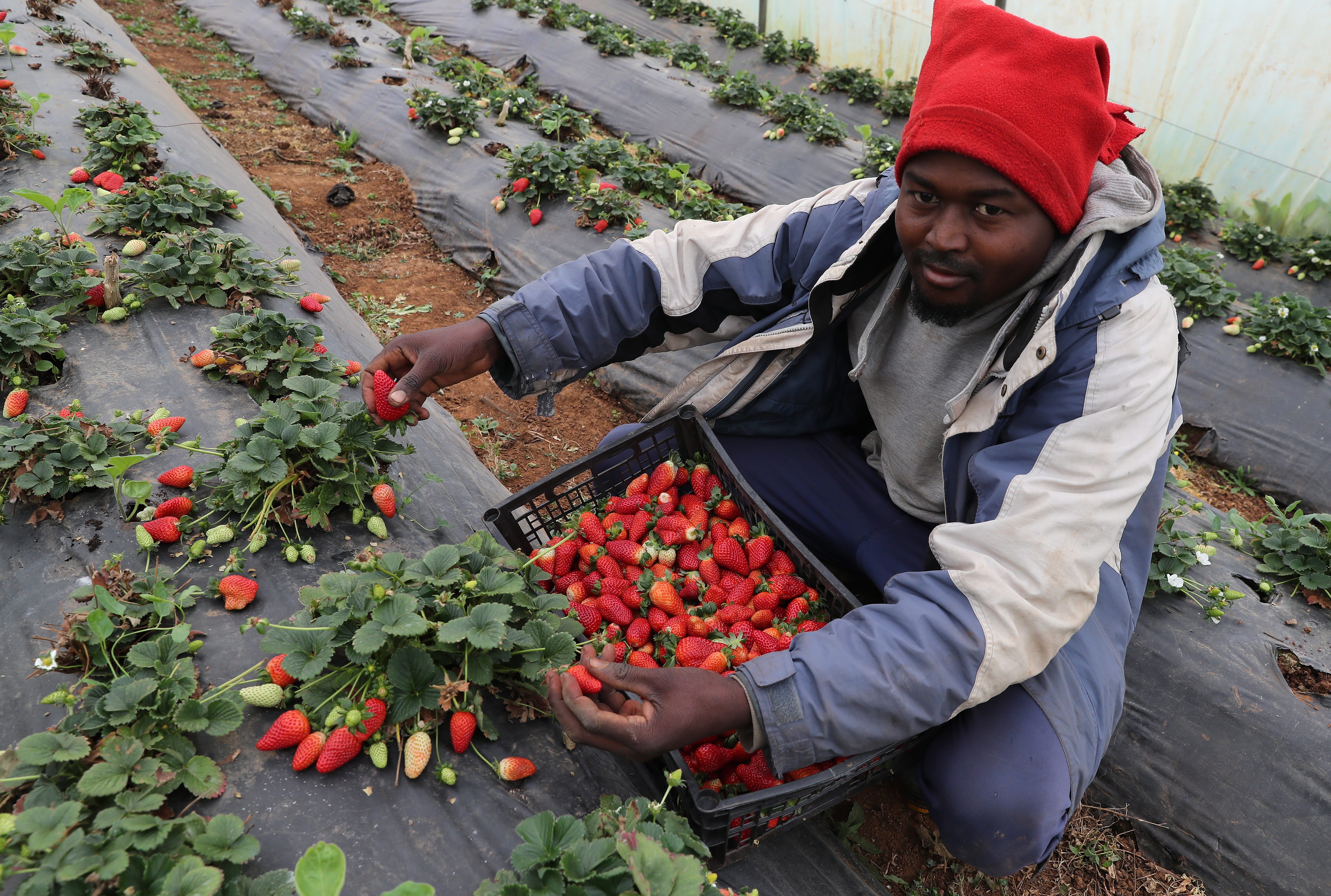 提帕萨草莓丰收