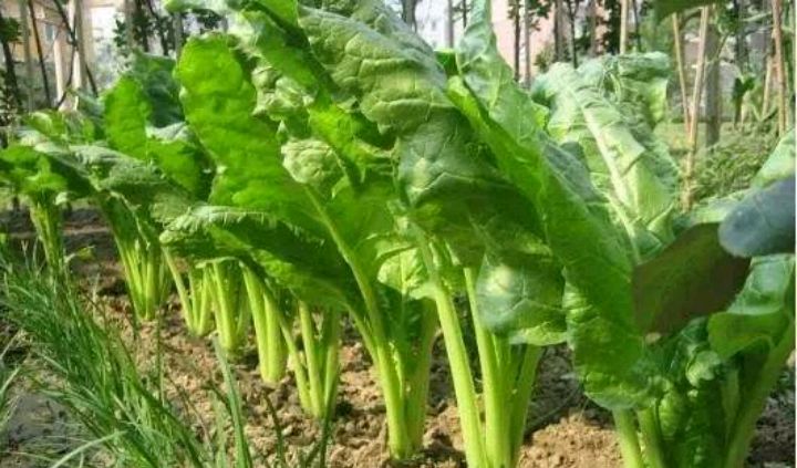 猪乸菜有几种做法