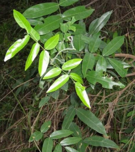 别看牛大力外表植株就是枝繁叶茂的绿叶而已,它深埋地底的根茎,才是最