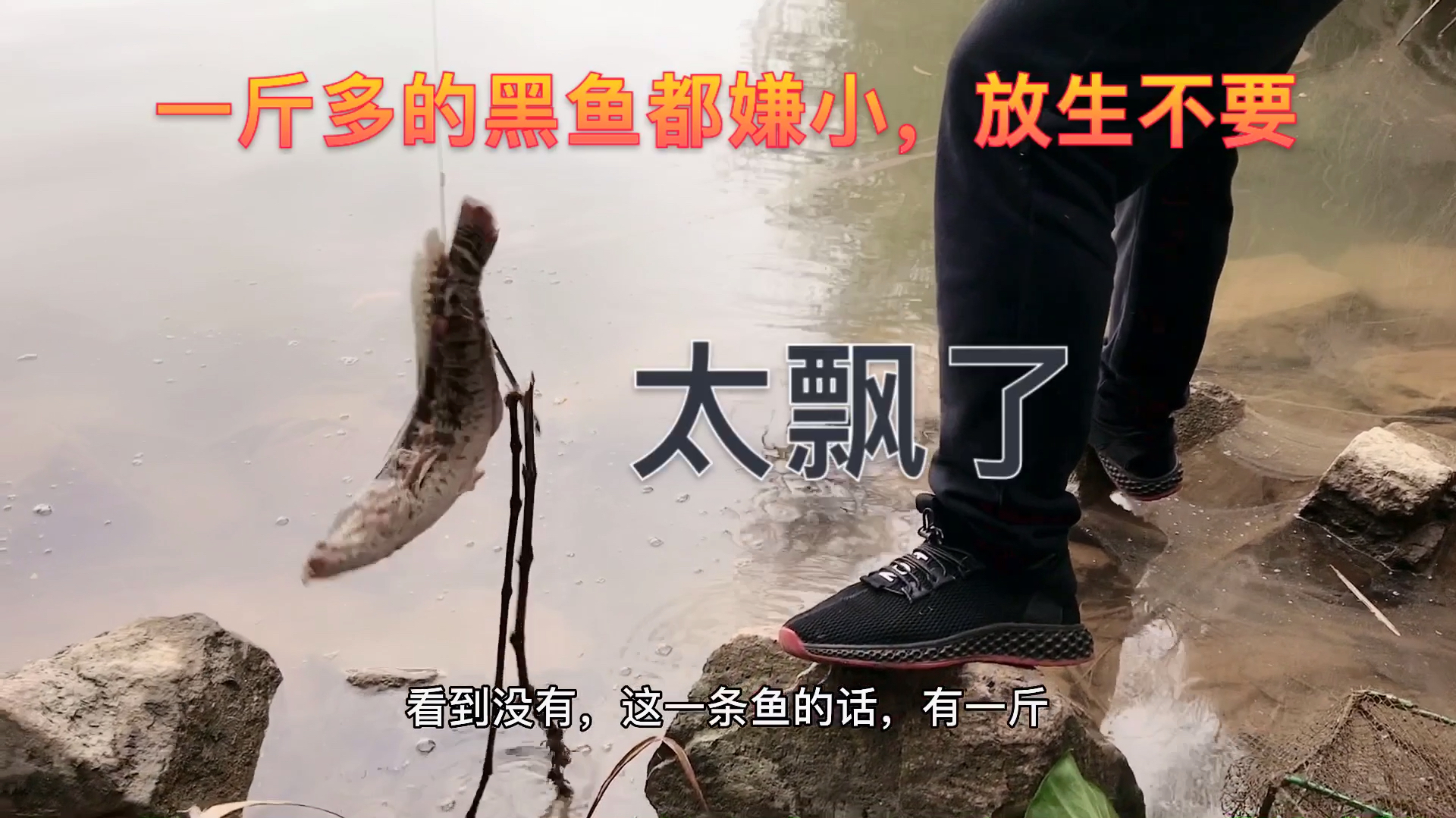 小伙伴用射鱼神器,一会功夫收获二条野库黑鱼,太厉害了