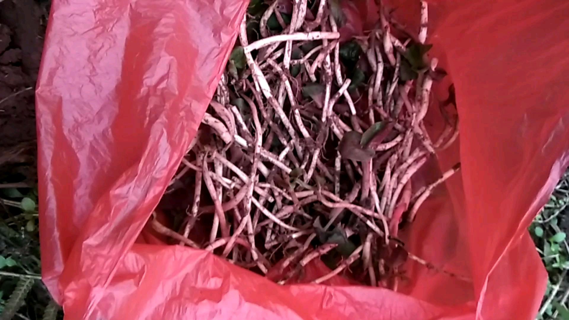 有口福了,到处都是野生的鱼腥菜