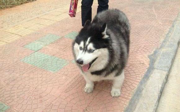 柯基与哈士奇碰出火花,看到小狗的样子,有种说不出来的好笑!