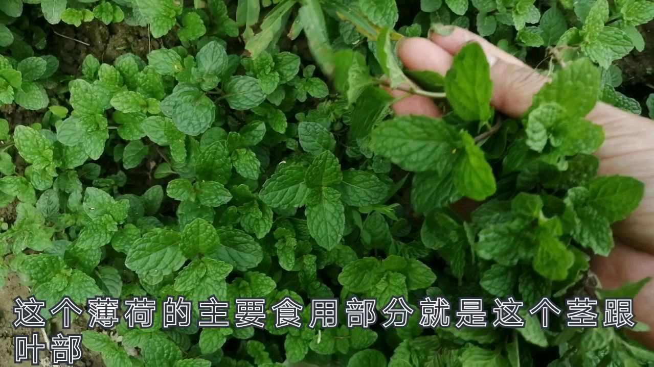 田野里的野菜长的真好,摘回一把煎鸡蛋,又香又好吃,小孩超喜欢