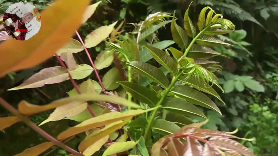 农村的香椿芽有啥作用,第一次听说,原来贵是有原因的