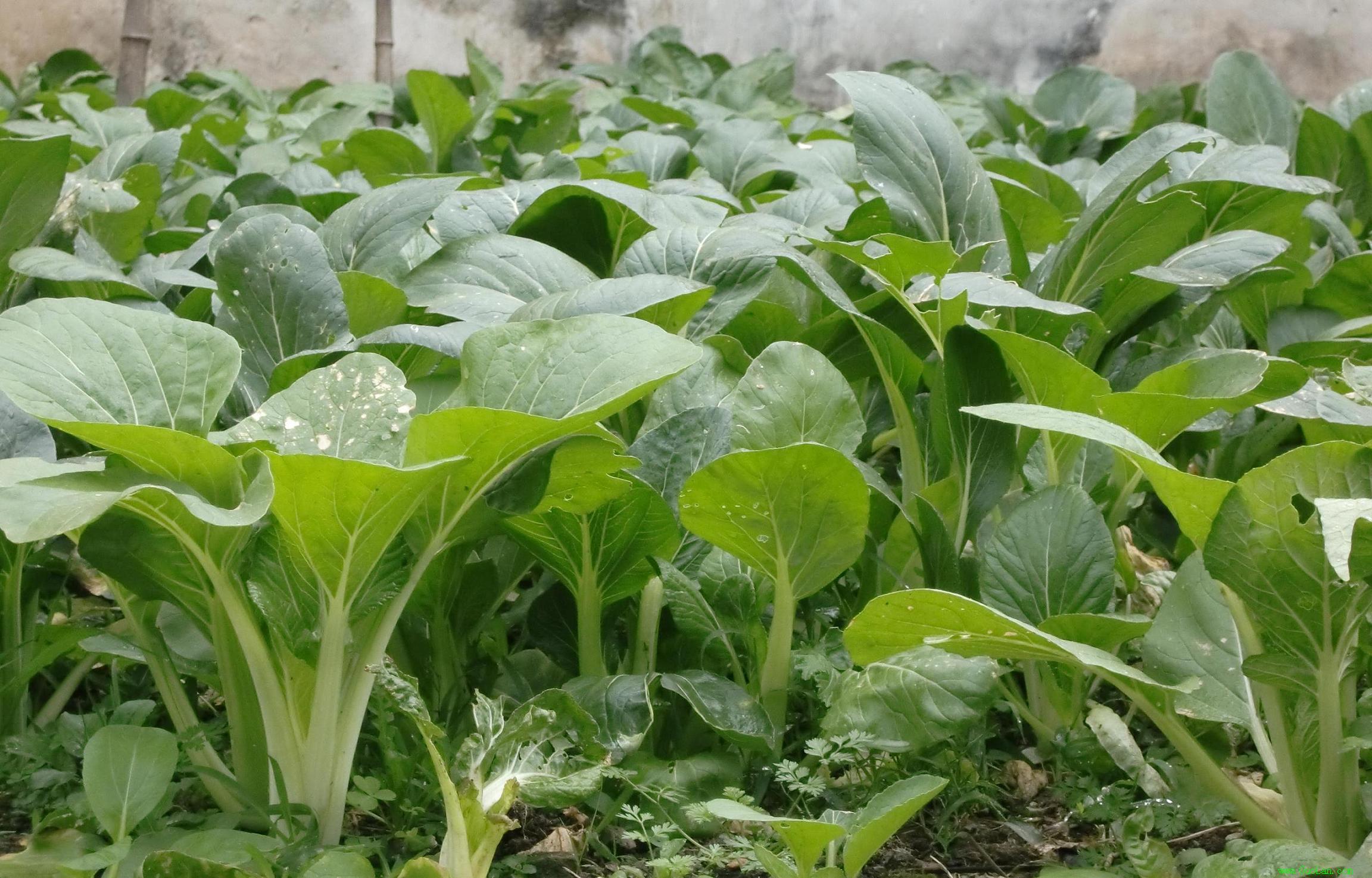 小白菜种植攻略,从播种到采收,教你一步一步种出美味的小白菜!