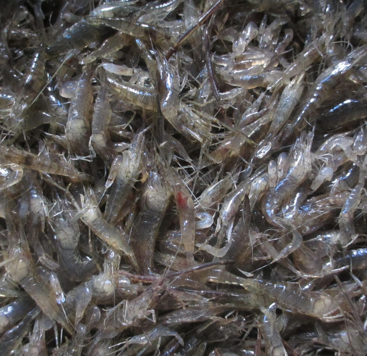 曾经数量多到泛滥,一顿可以吃近千只的河鲜,为何如今很少见了?