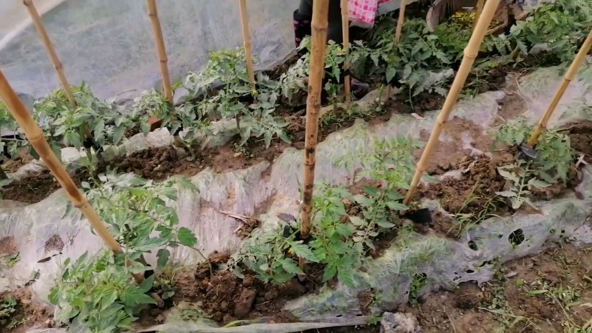 蔬菜成长日记,农村种植有窍门,不怕冷,不怕热,千万别错过春天