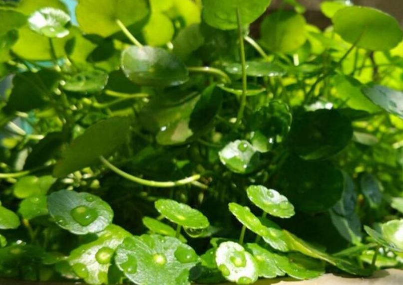 良人说种植,积雪草的高产栽种与管理小知识