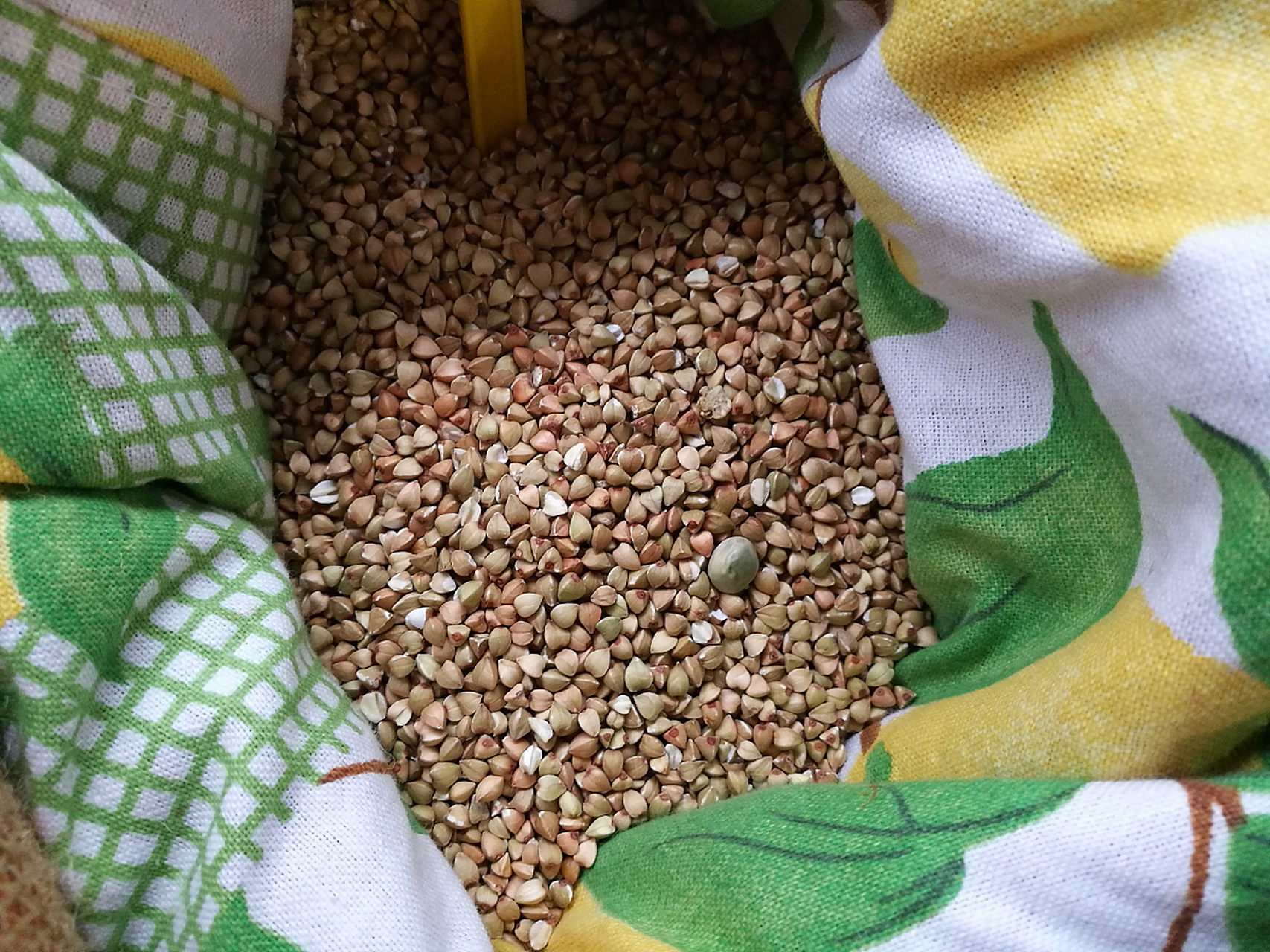 党参种子的价格大概在45.00元起,起批量为1斤.