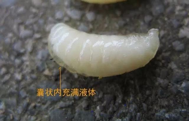 蜜蜂常见的三种病害发病早,传染快,防治及时蜂蜜产量提升快