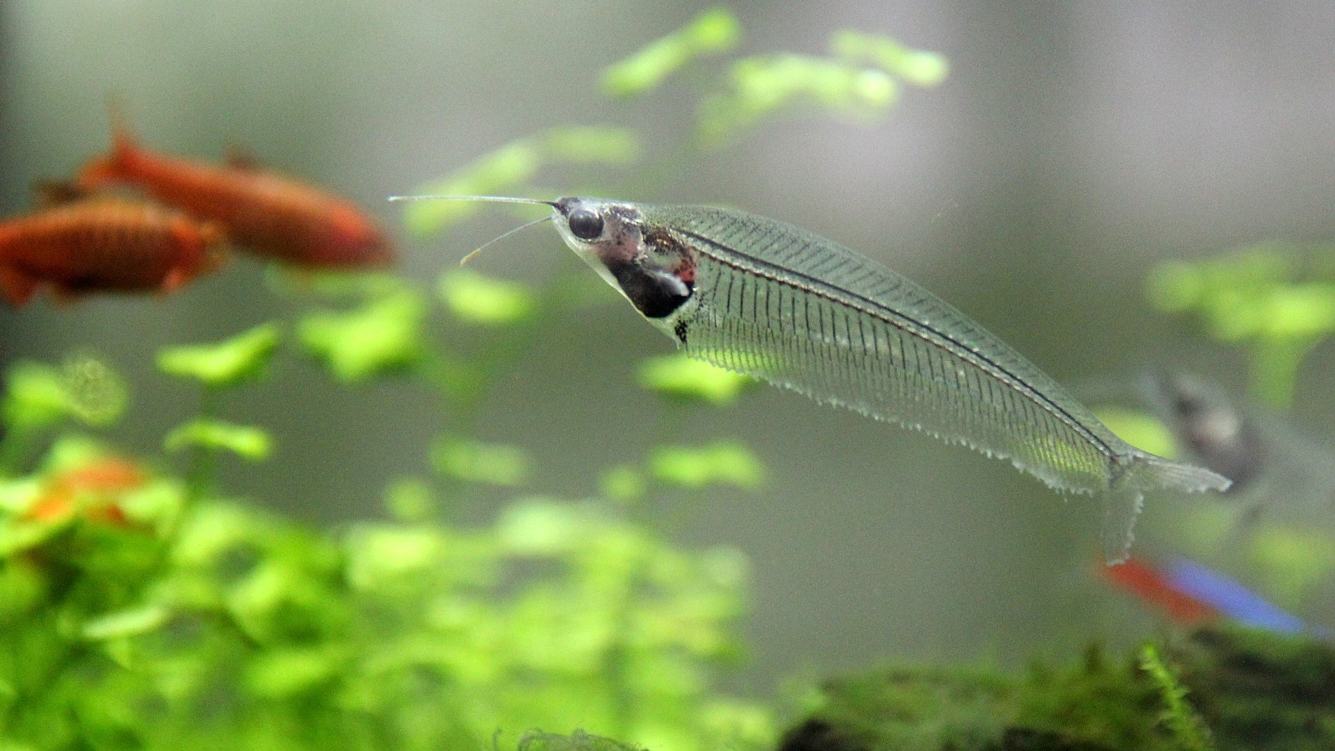 水晶般透明躯体的玻璃猫鱼,性情温和害怕孤独,喜欢同种相聚!