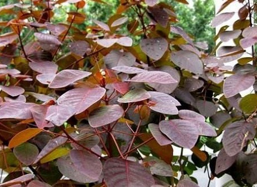 常见植物知识普及——紫锦木
