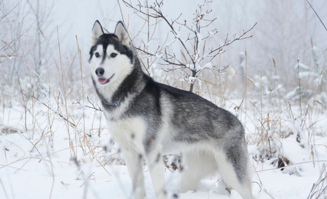 最适合女生的5种中大型犬,护主能力满分,"男友力"十足!
