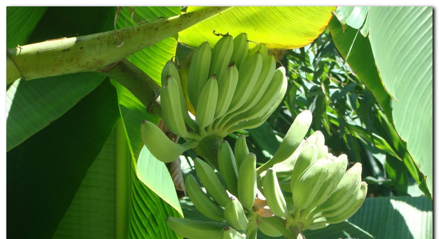 香蕉和芭蕉形态接近,掌握三点,可以区分它俩