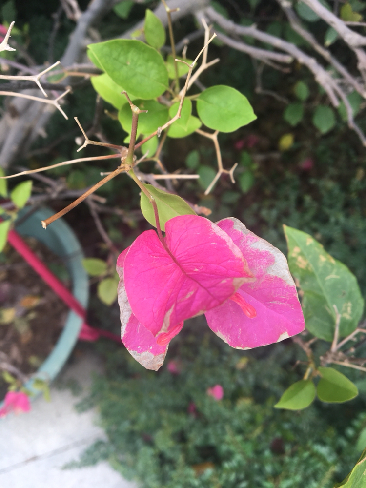 福建海上城市的市花三角梅