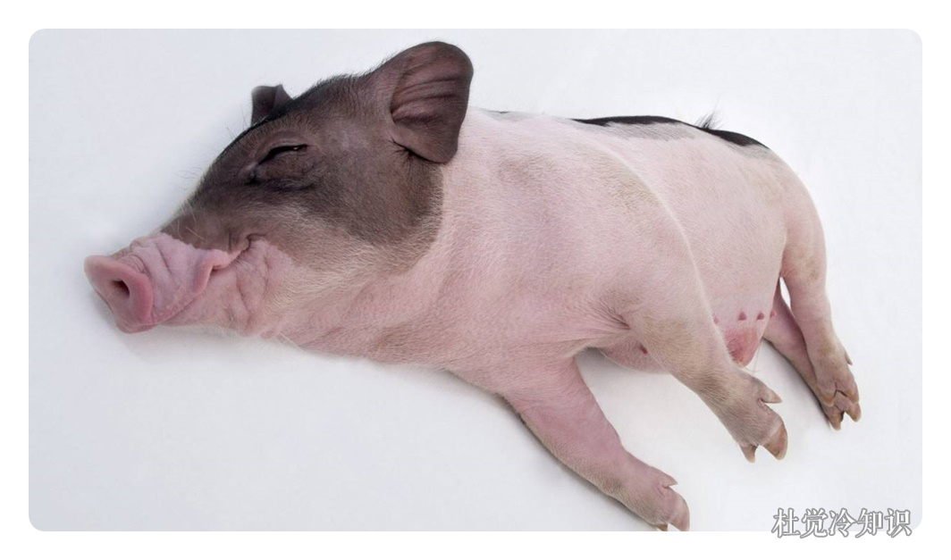 1,我们常常用猪队友来形容别人的水平或智商不高,但是实际上猪的智商