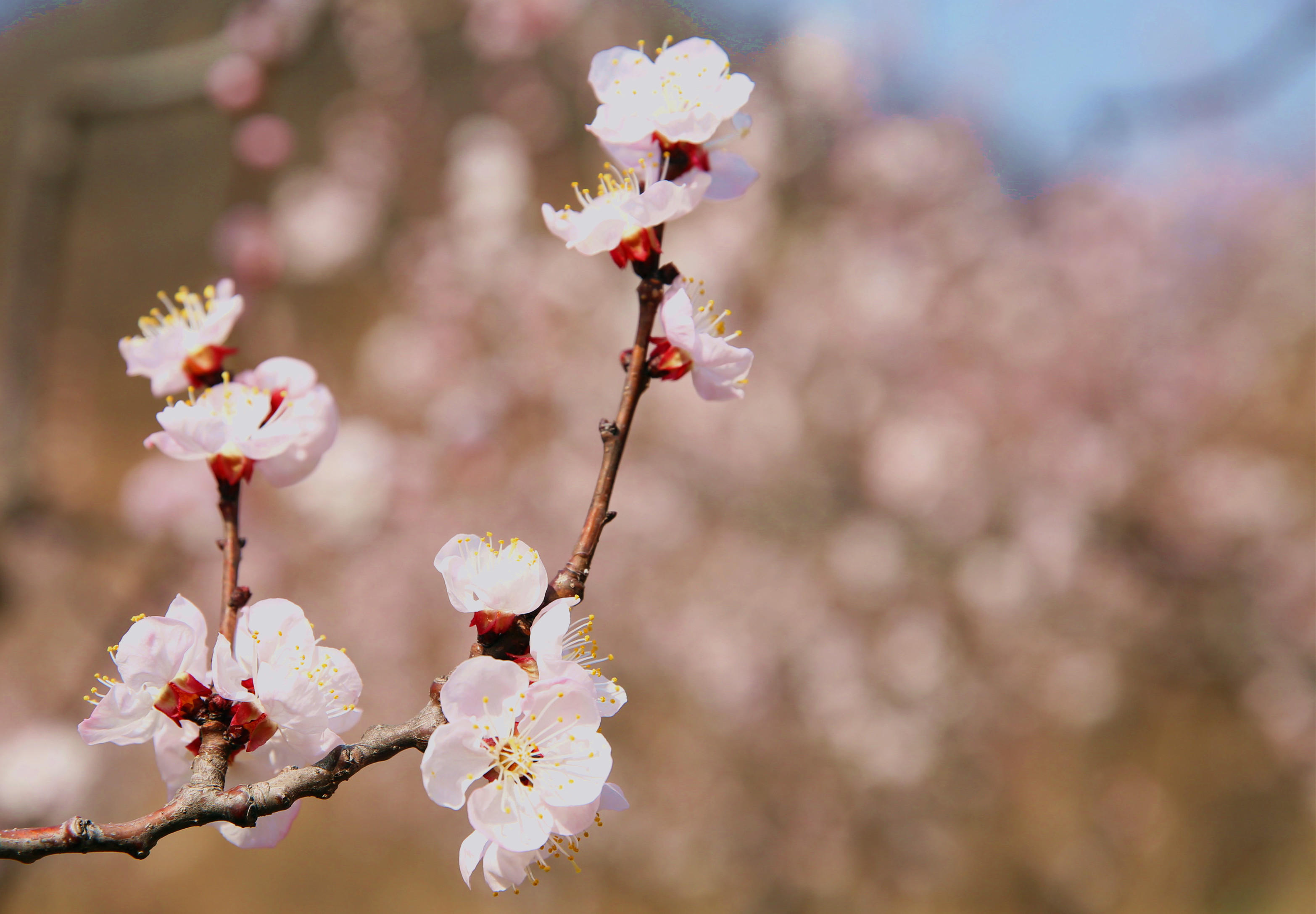 北京平谷迎来百花季:杏花先盛开 桃花4月来