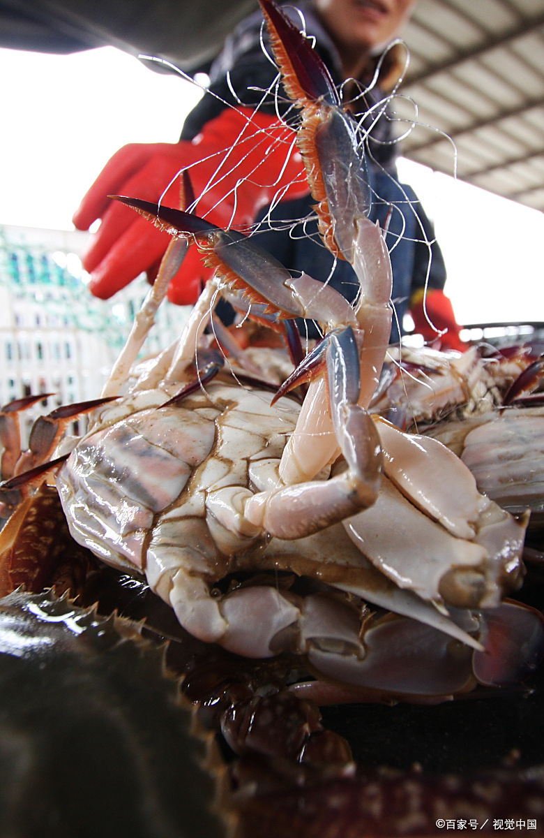 梭子蟹产 - 优质问答专区