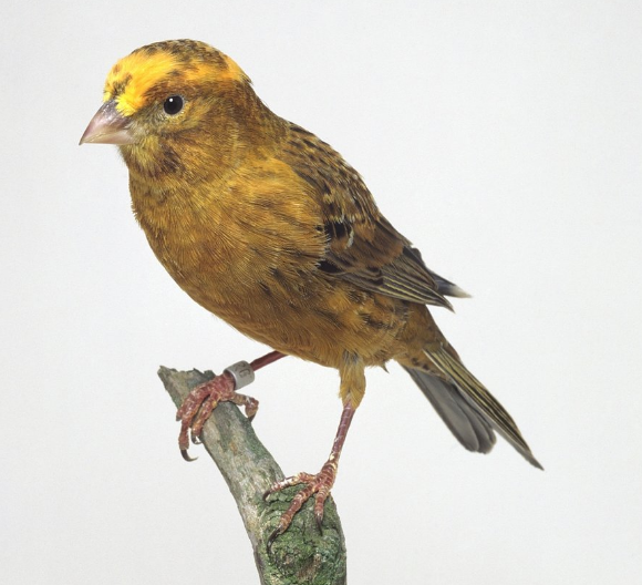 金丝雀,又名芙蓉鸟,是羽色和鸣叫兼优的笼养观赏鸟