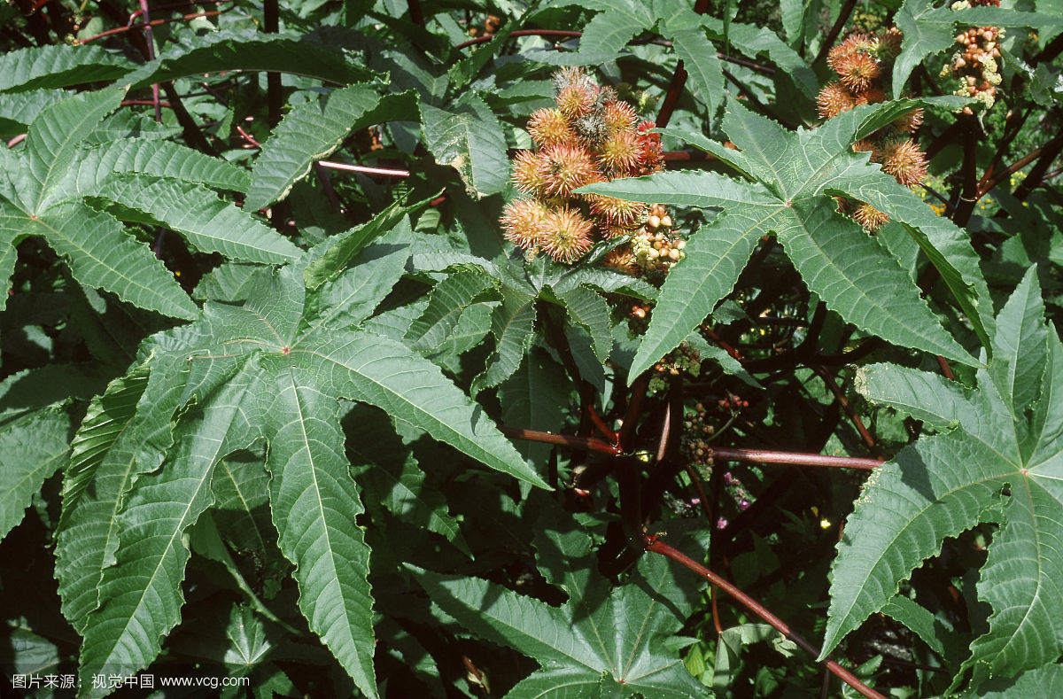 過去長滿農田無人要的害草,現在農民成片種植,種植前景好