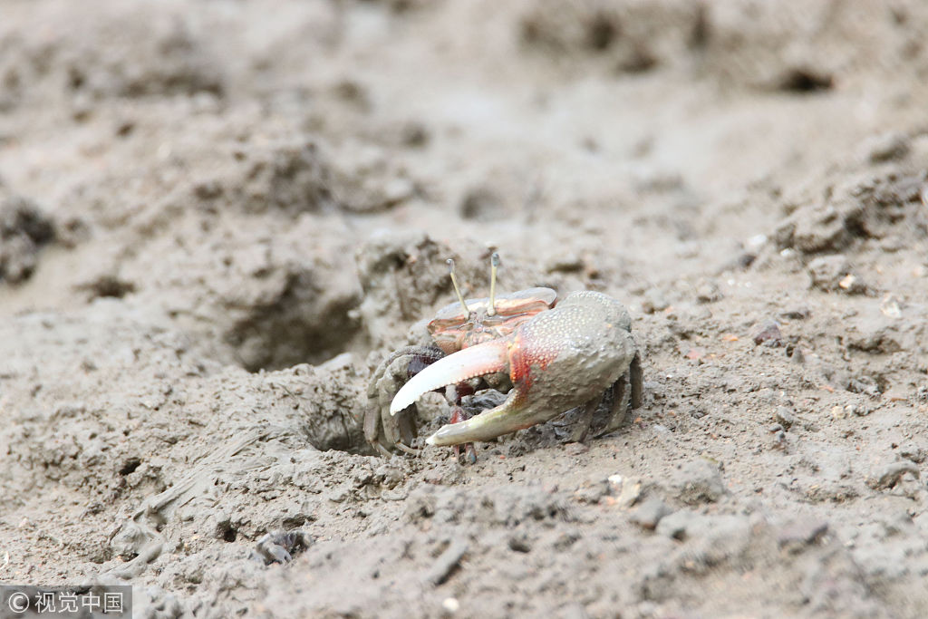 一只脚大一只脚小 青岛胶州湾河口滩涂招潮蟹泛滥