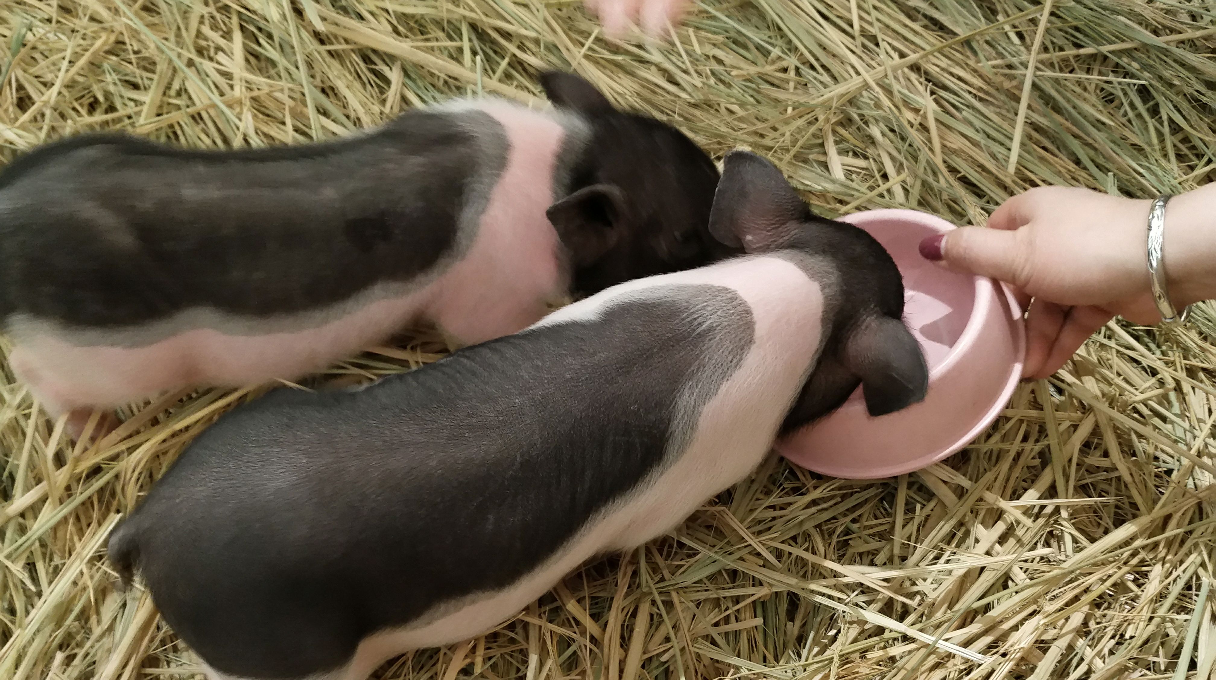 乙亥年来临真实的小猪佩奇亮相拜年