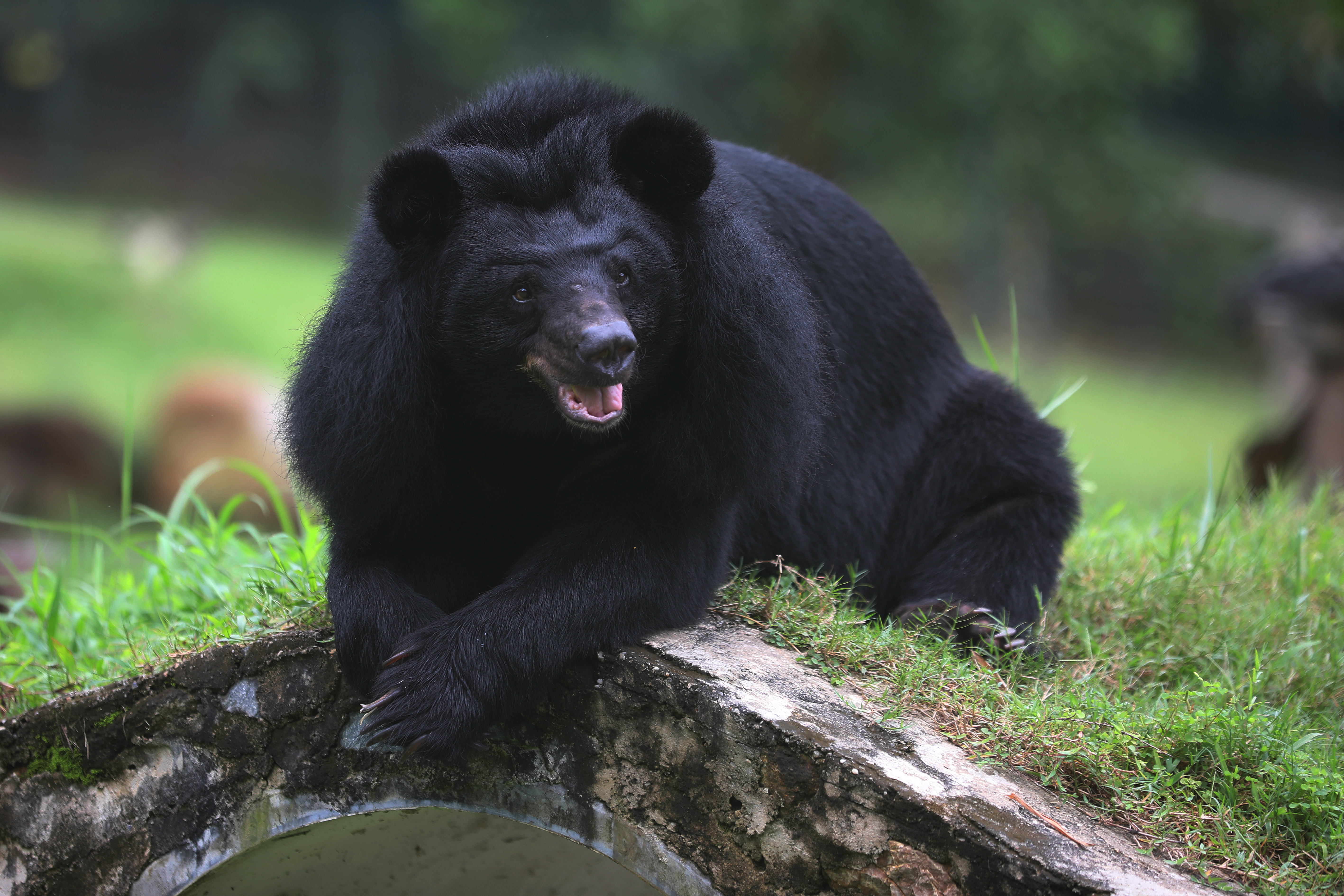 越南的黑熊救助中心(2)