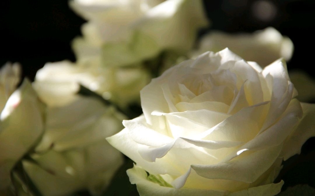 血雨探花探的是太子殿下,黑水沉舟沉的是贺玄的胃