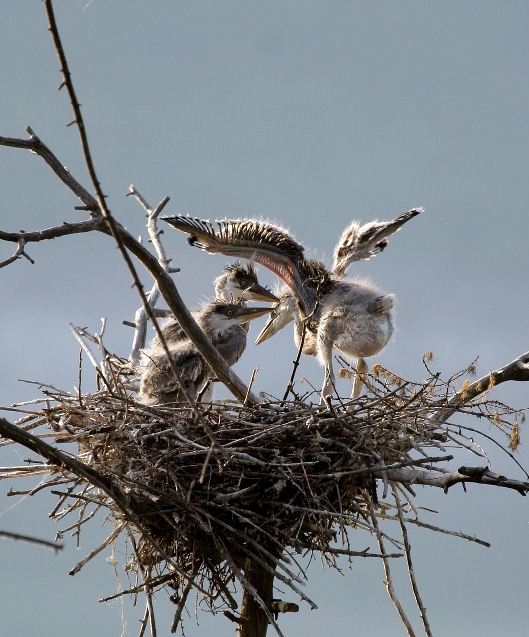 鸠占鹊巢:懒鸟与勤劳喜鹊的房产大战🏠🐦🤣