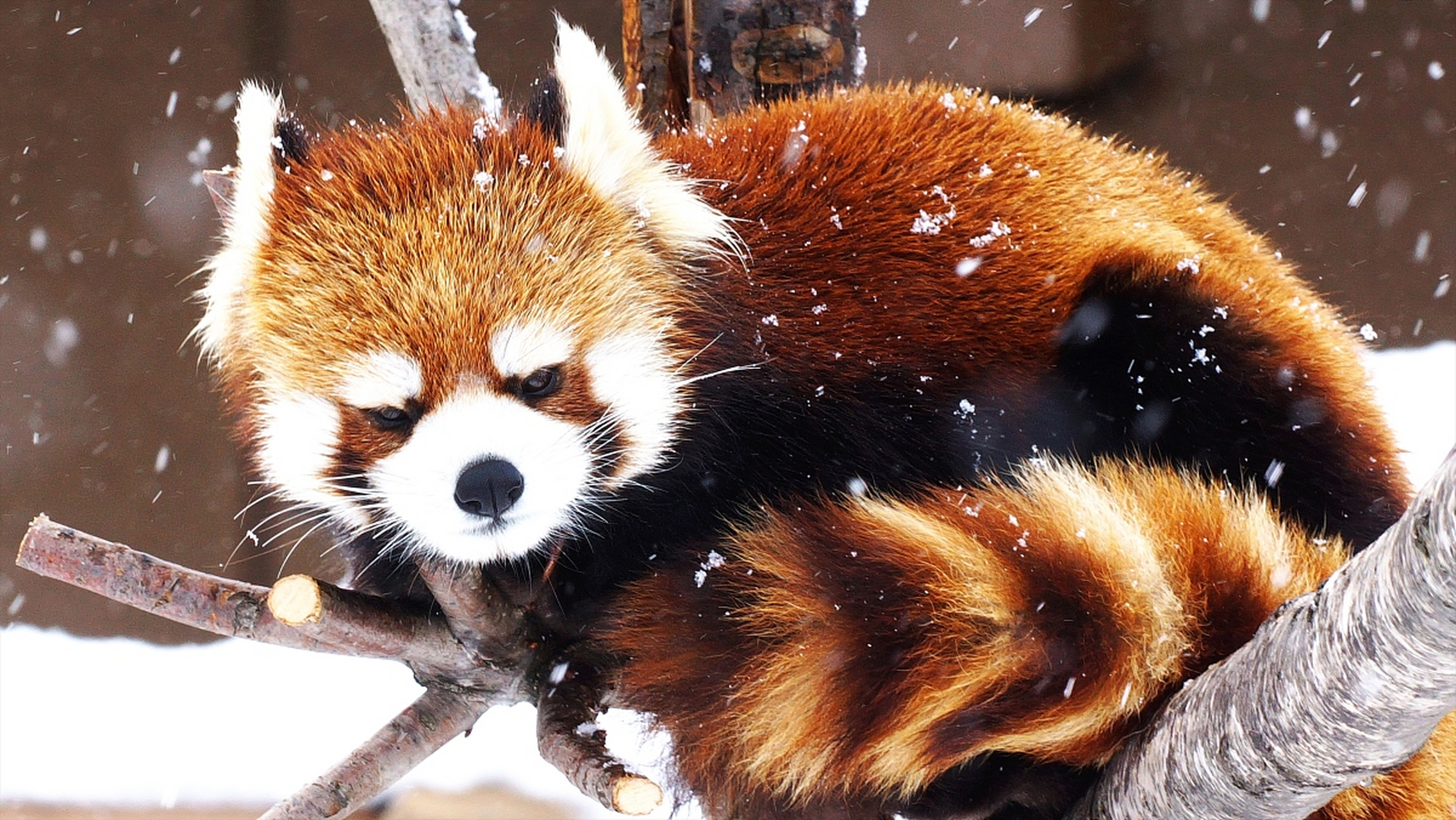 小浣熊虽未列为中国国家保护动物,但具有独特的生态价值和生活习性.