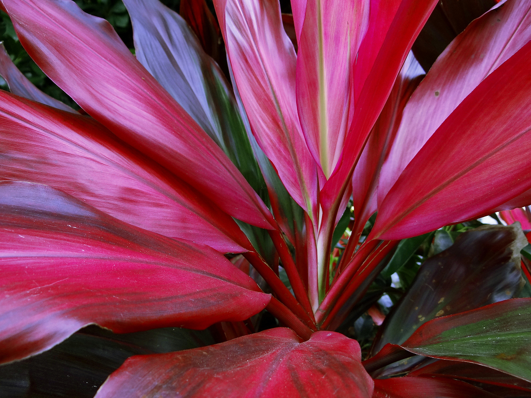 红叶朱蕉是朱蕉属的一种植物,其叶子呈现出美丽的红色,因此得名红叶