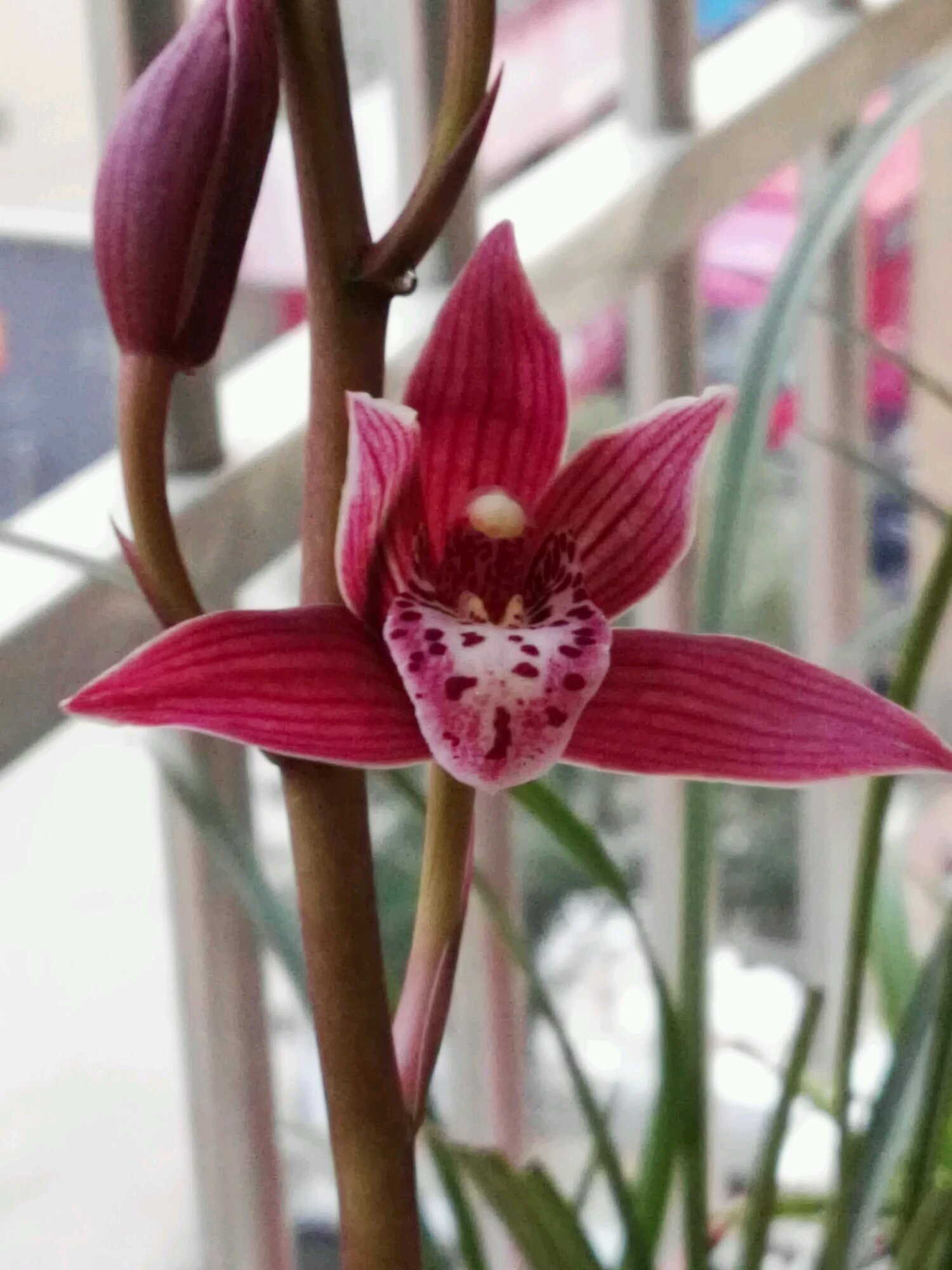 最喜庆的兰花,红红火火,花开几个月,香气四溢,是年宵花佳品