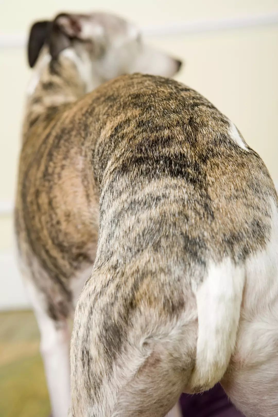 7种狗狗尾巴语言摆动方向与速度都有意思