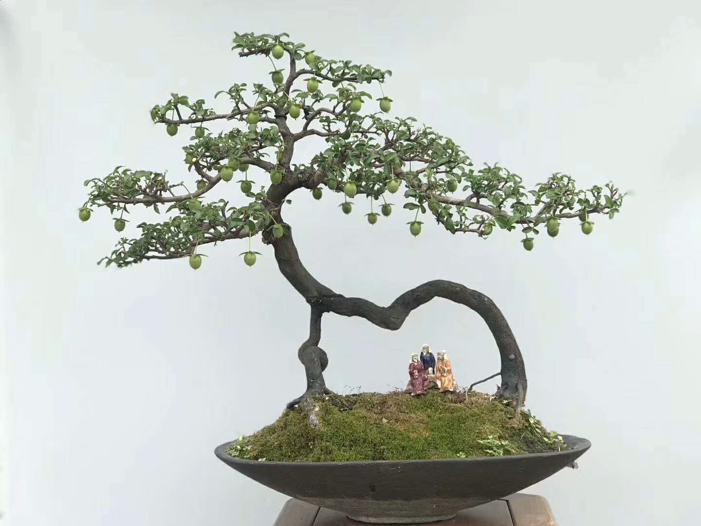 大叔养护的怪桩盆景,造型独特,家里放两盆,招财纳福又有面子!