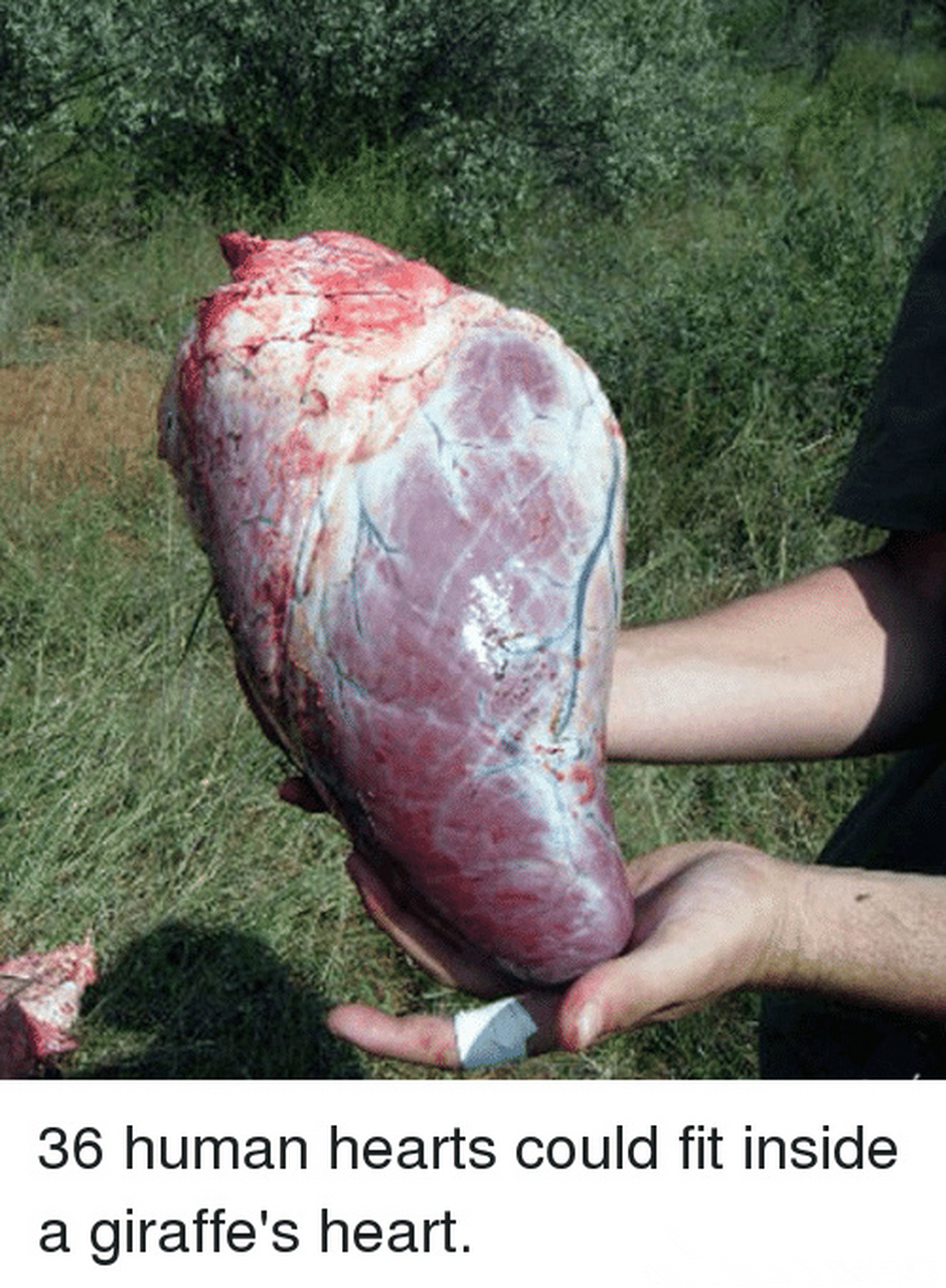 长颈鹿的心脏就是这么大,一颗可以放进36颗人心——因为这么长的脖子
