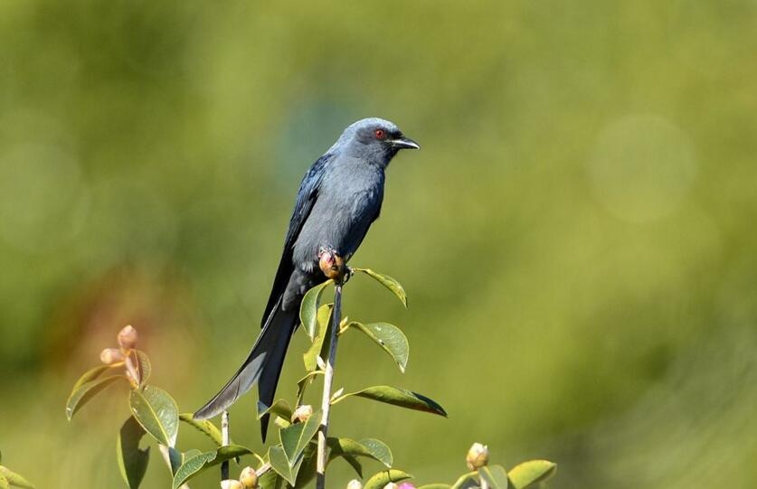 剪尾鸢知识科普,这些不能错过,应该让更多人知道!