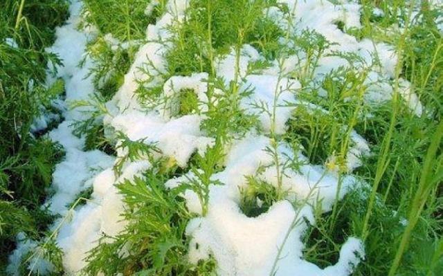 冬天"它"才是蔬菜之王,大雪冻不死,钙是牛肉好几倍,特别下饭