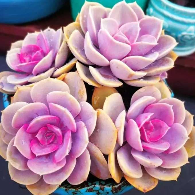 12星座专属"幸运多肉植物"天蝎座享受孤独,水瓶座坚如磐石