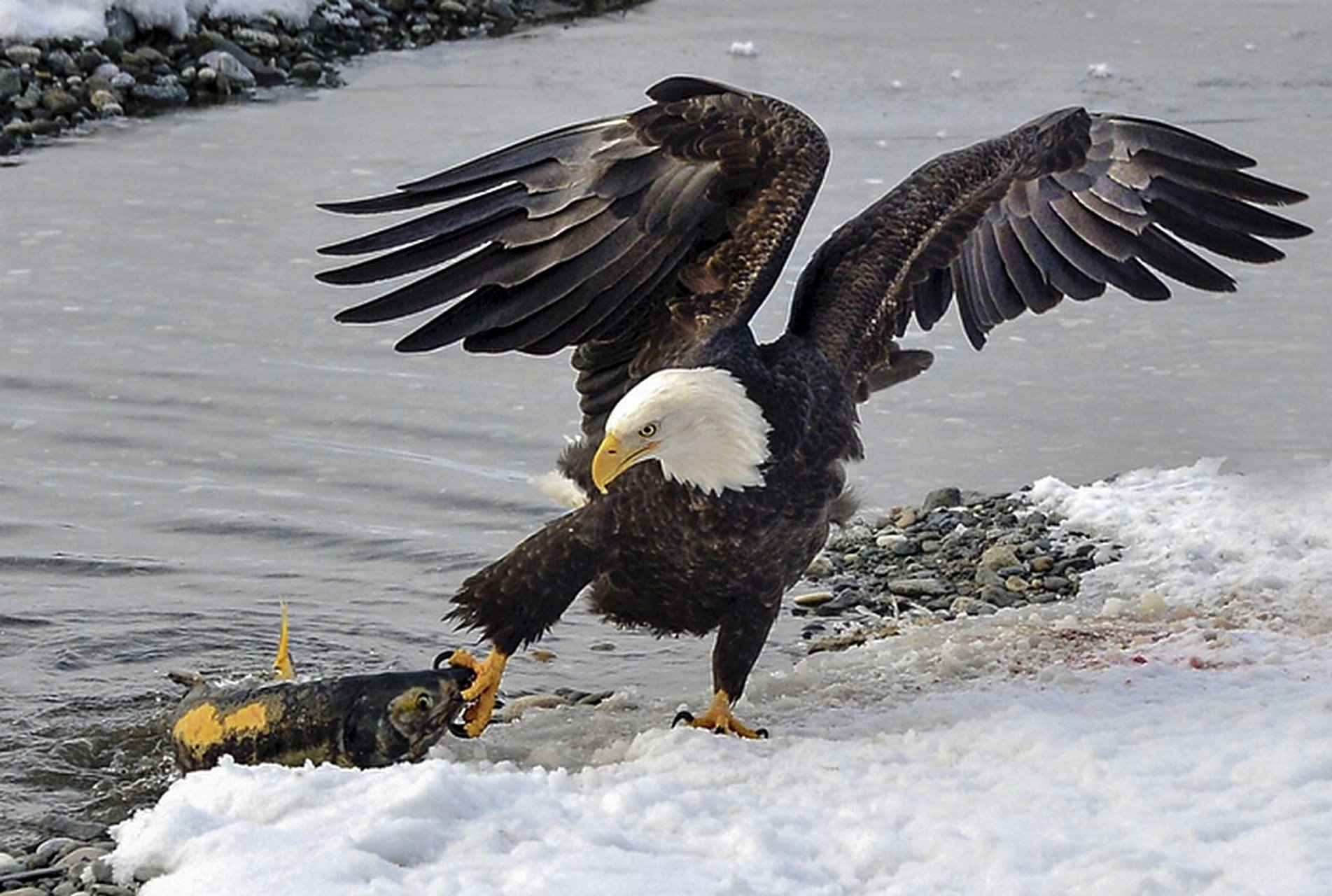 白头海雕是一种大型猛禽,是鹰形目鹰科海雕属的鸟类.