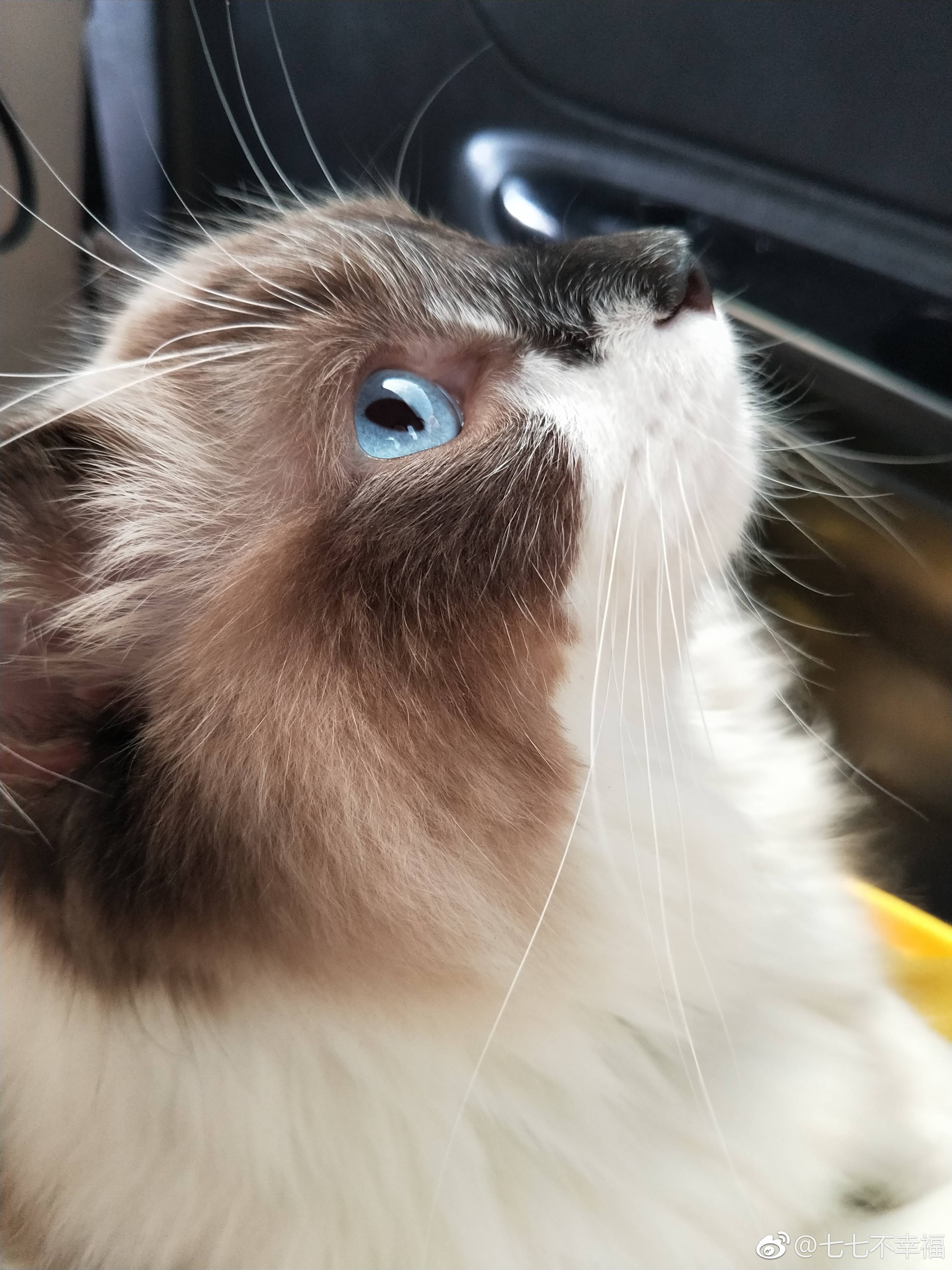 喵星人:我眼睛里有星辰大海,汪星人:我骨子里有侠骨柔情!