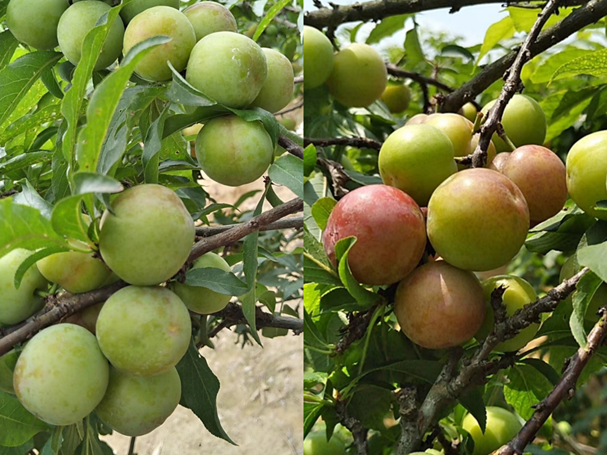 在四川樱桃成熟的季节,钦州的李子也熟了,快去摘果