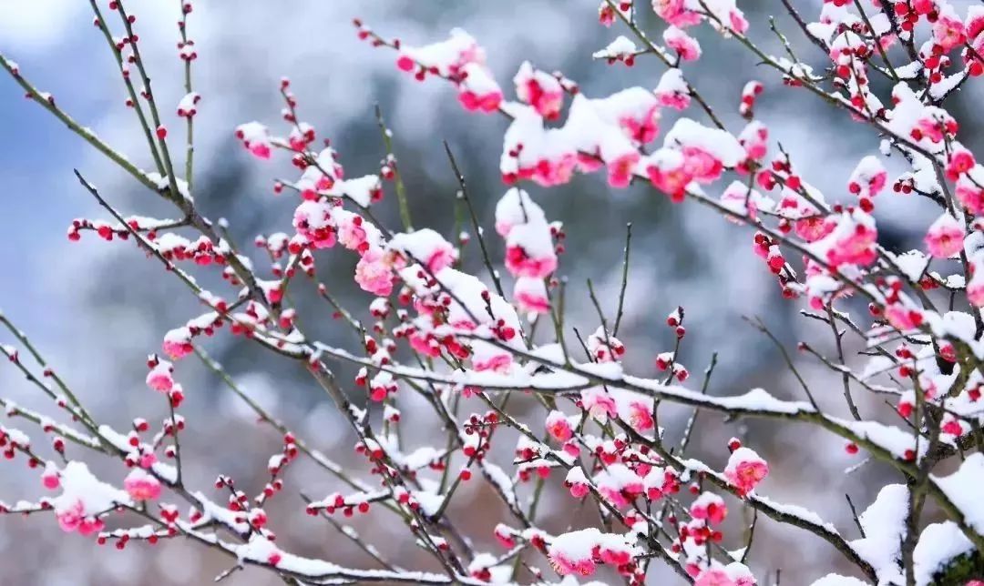 肆意地舞动着,随风飘洒 放眼望去,处处玉树琼花 若说什么花香可以期待